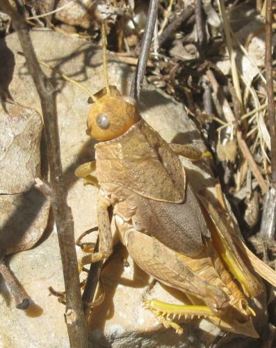 Prionotropis azami